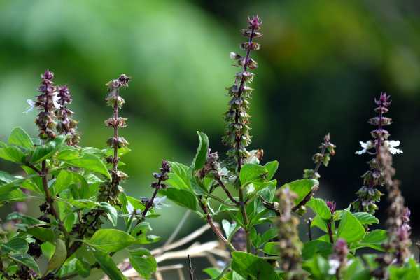  - Essential Oils